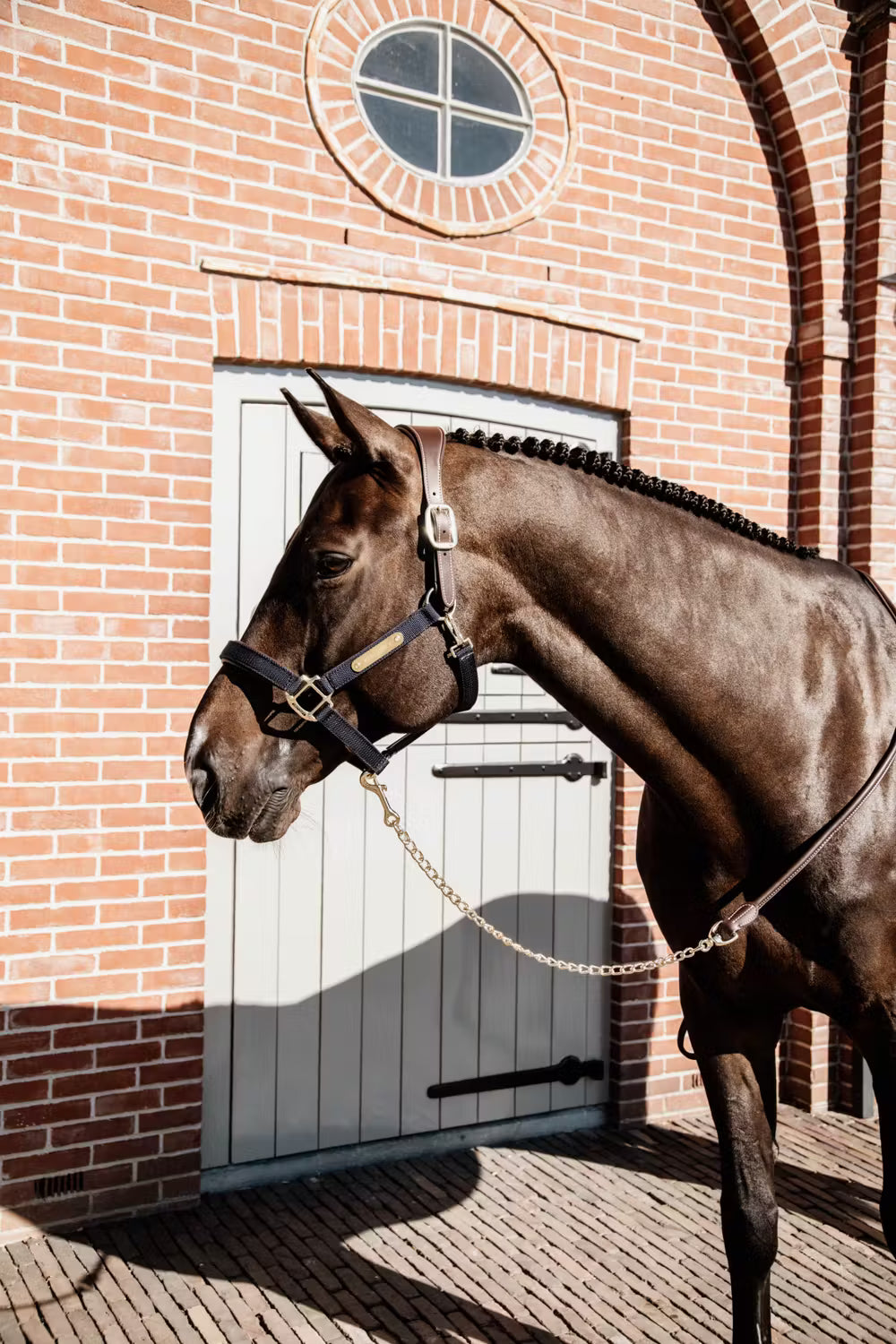 Guia de Cabresto | Couro Premium