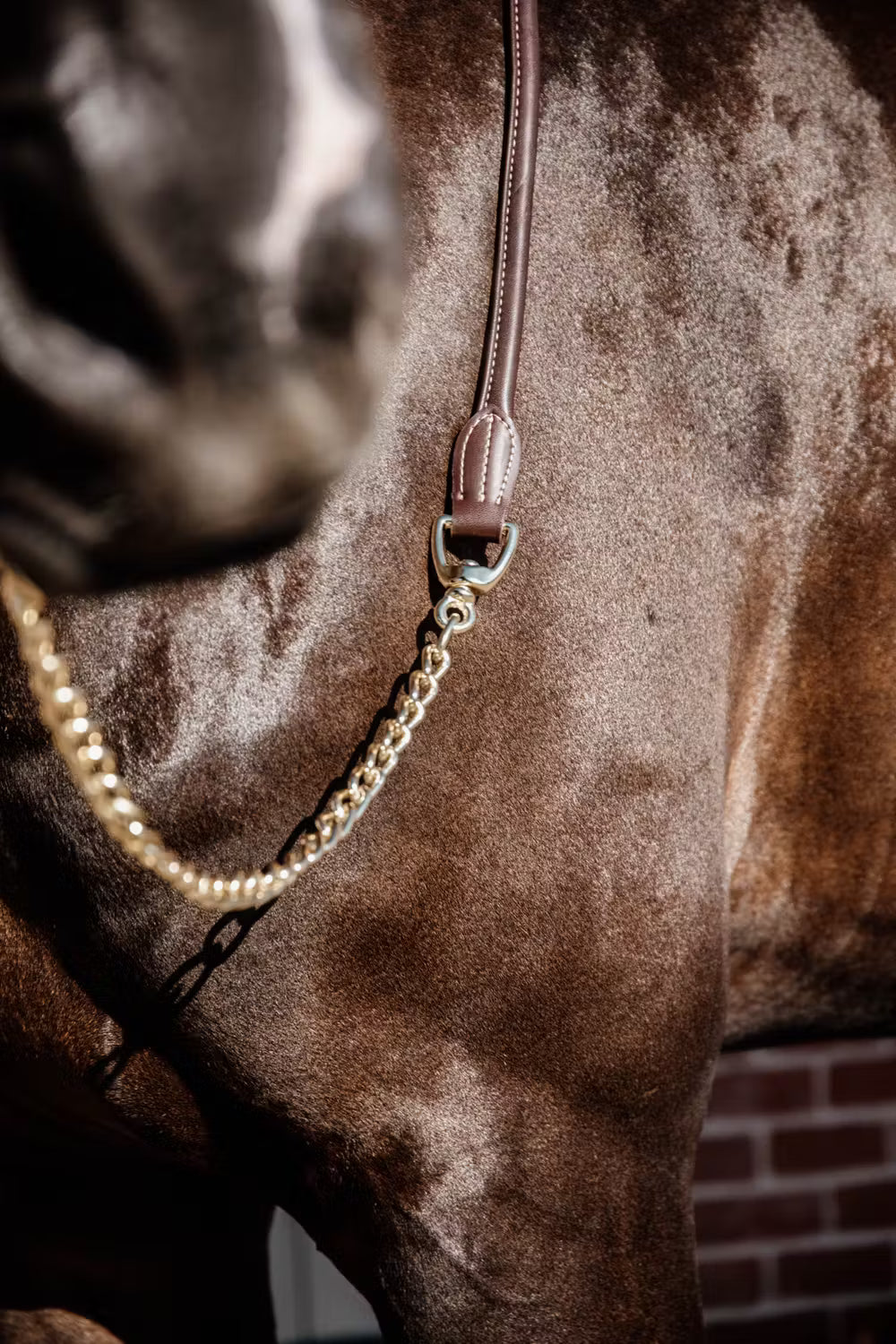 Guia de Cabresto | Couro Premium