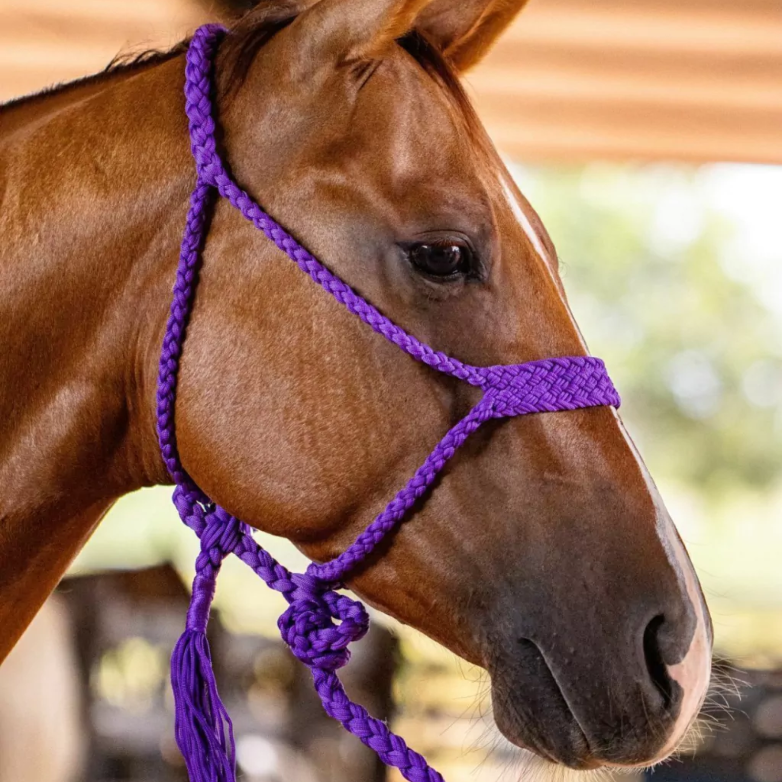 Kit 5 Cabrestos | Cores Sortidas