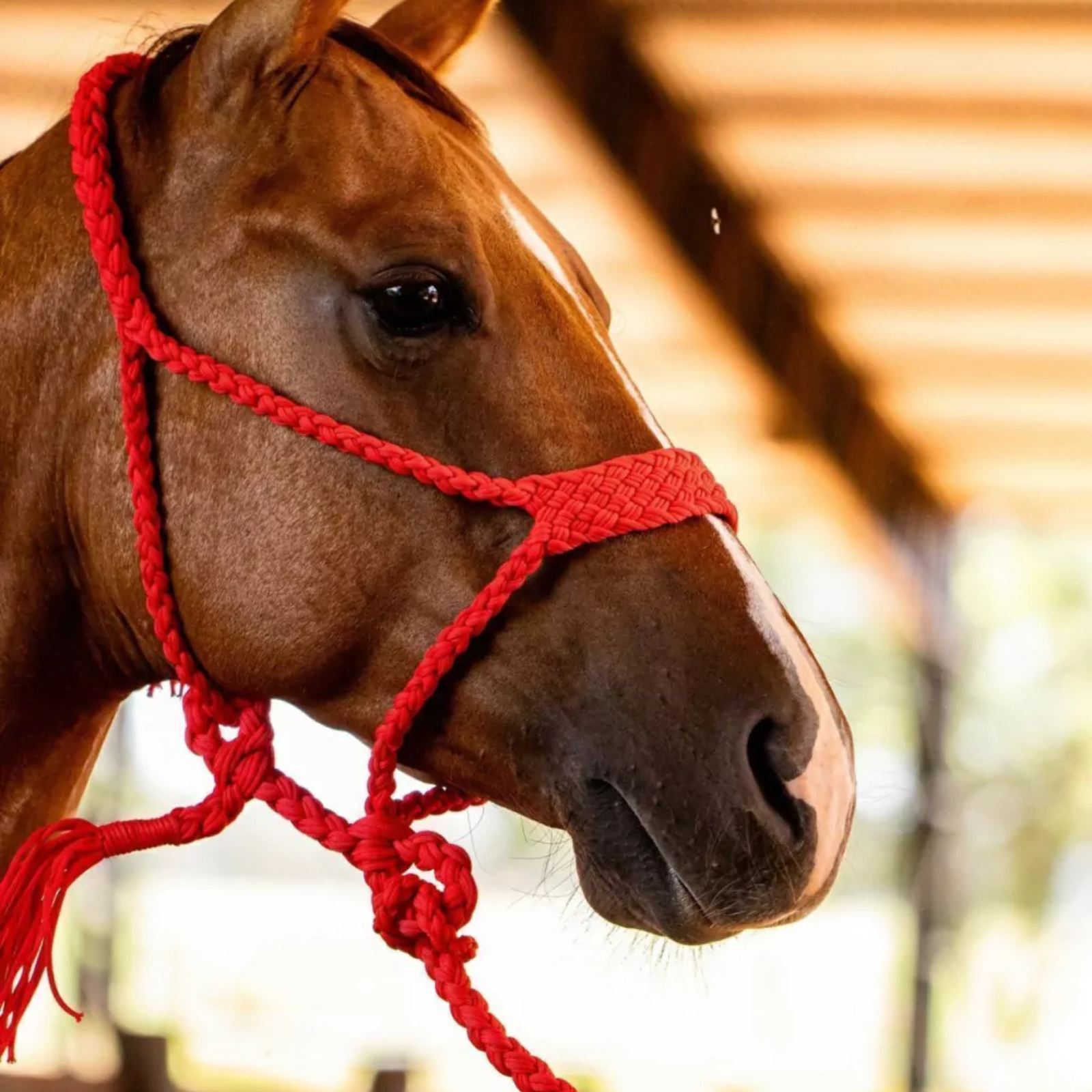 Kit 5 Cabrestos | Cores Sortidas