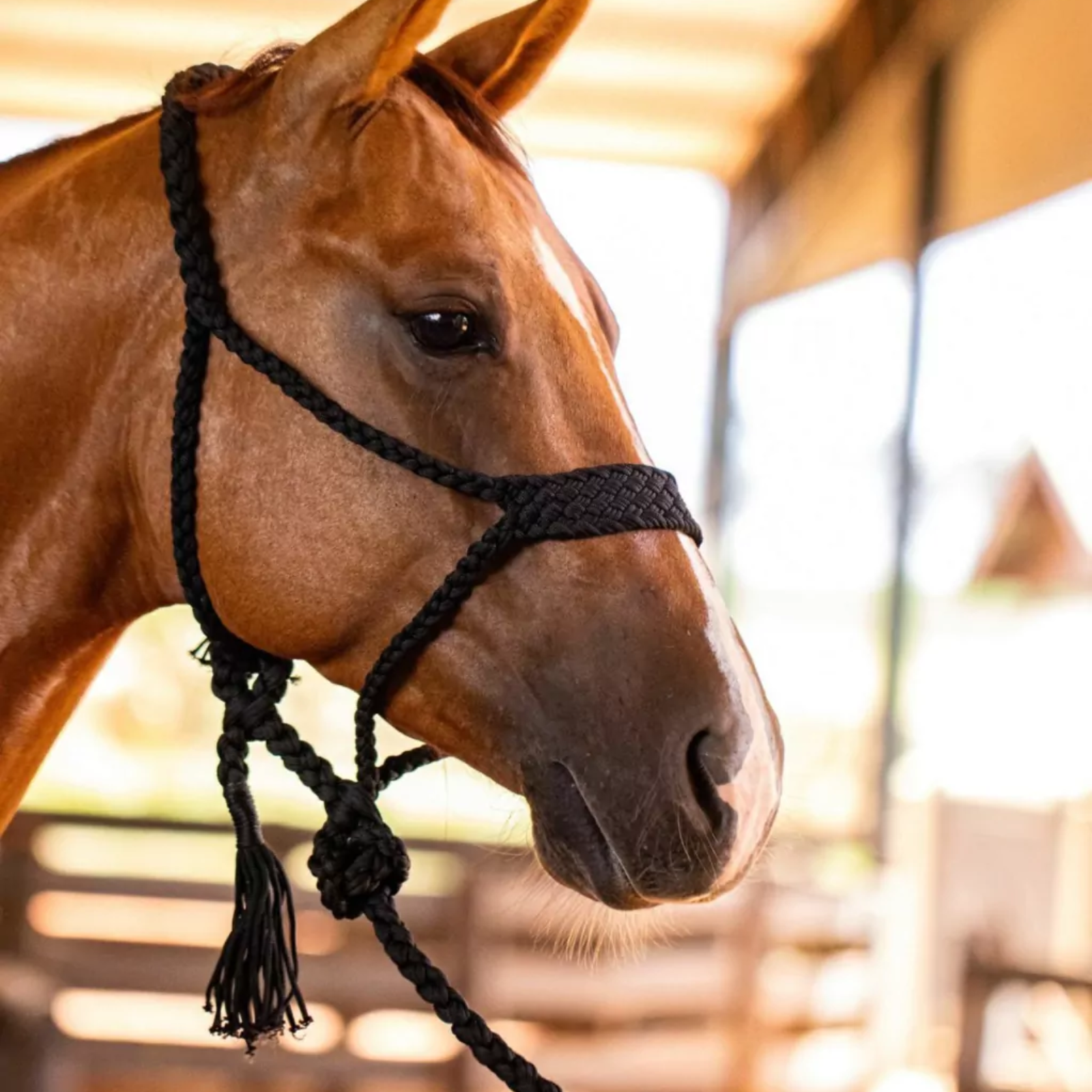 Kit 5 Cabrestos | Cores Sortidas