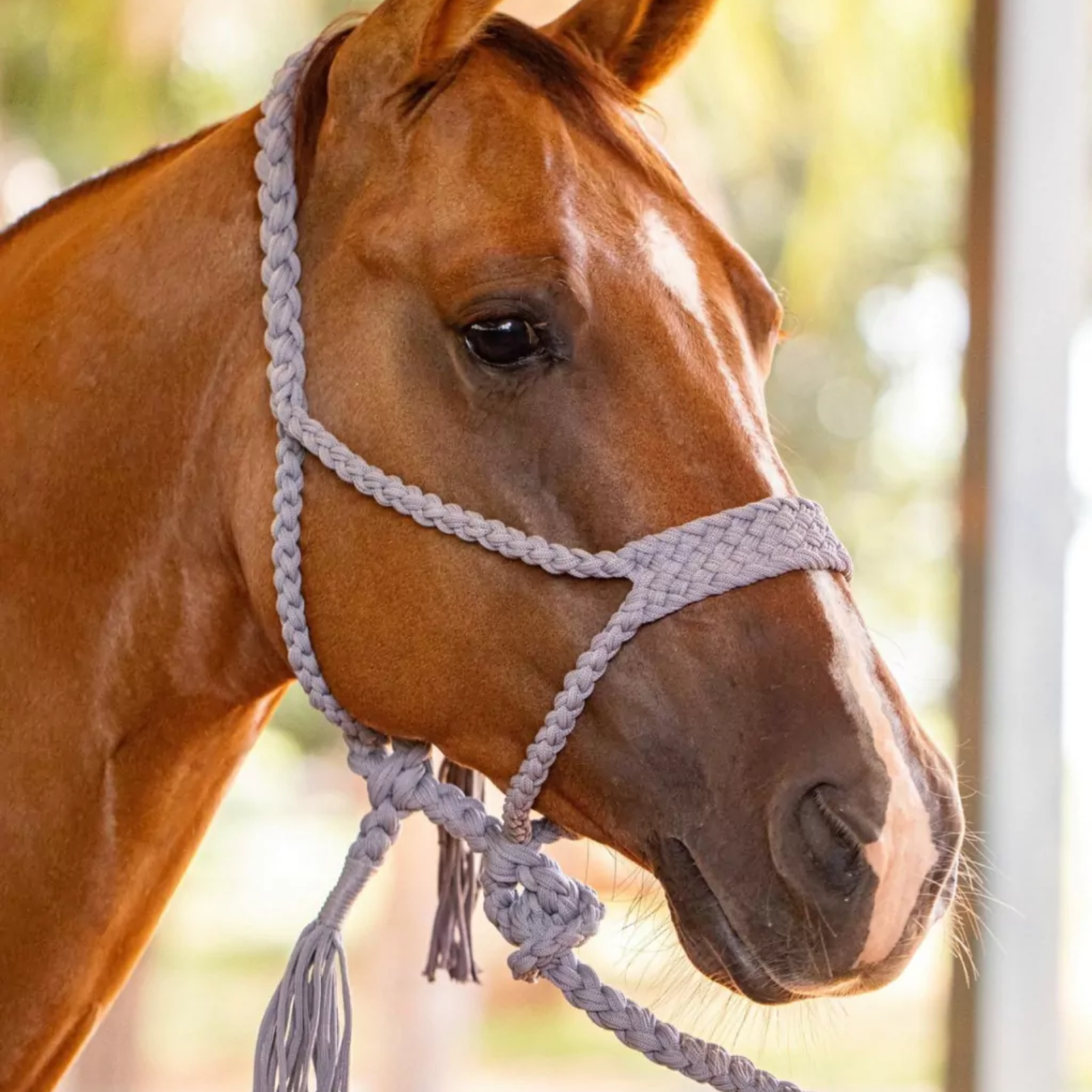 Kit 5 Cabrestos | Cores Sortidas