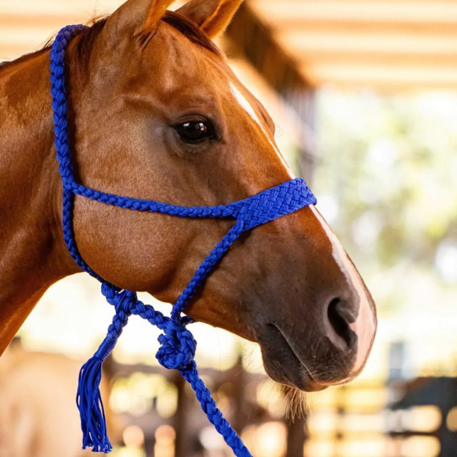 Kit 5 Cabrestos | Cores Sortidas