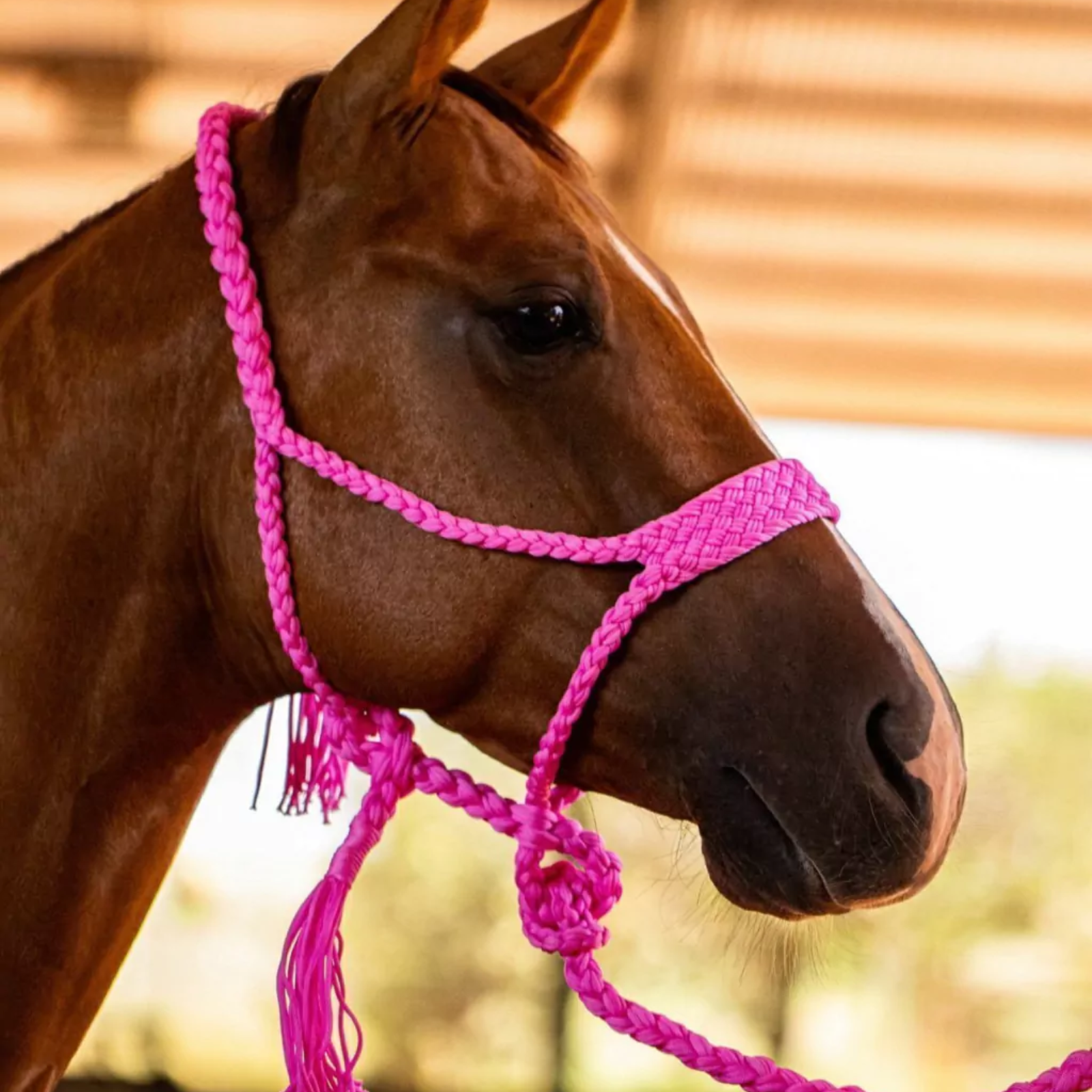 Kit 5 Cabrestos | Cores Sortidas