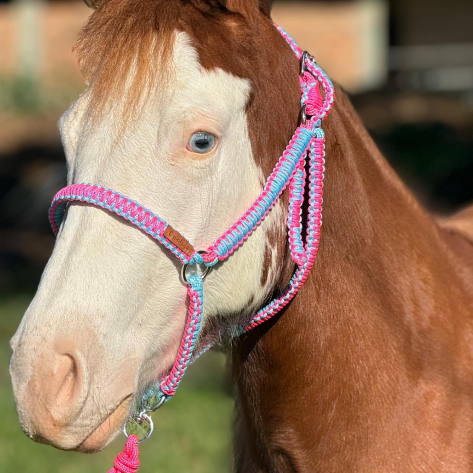 Cabresto + Guia de Cabresto | Dia a Dia