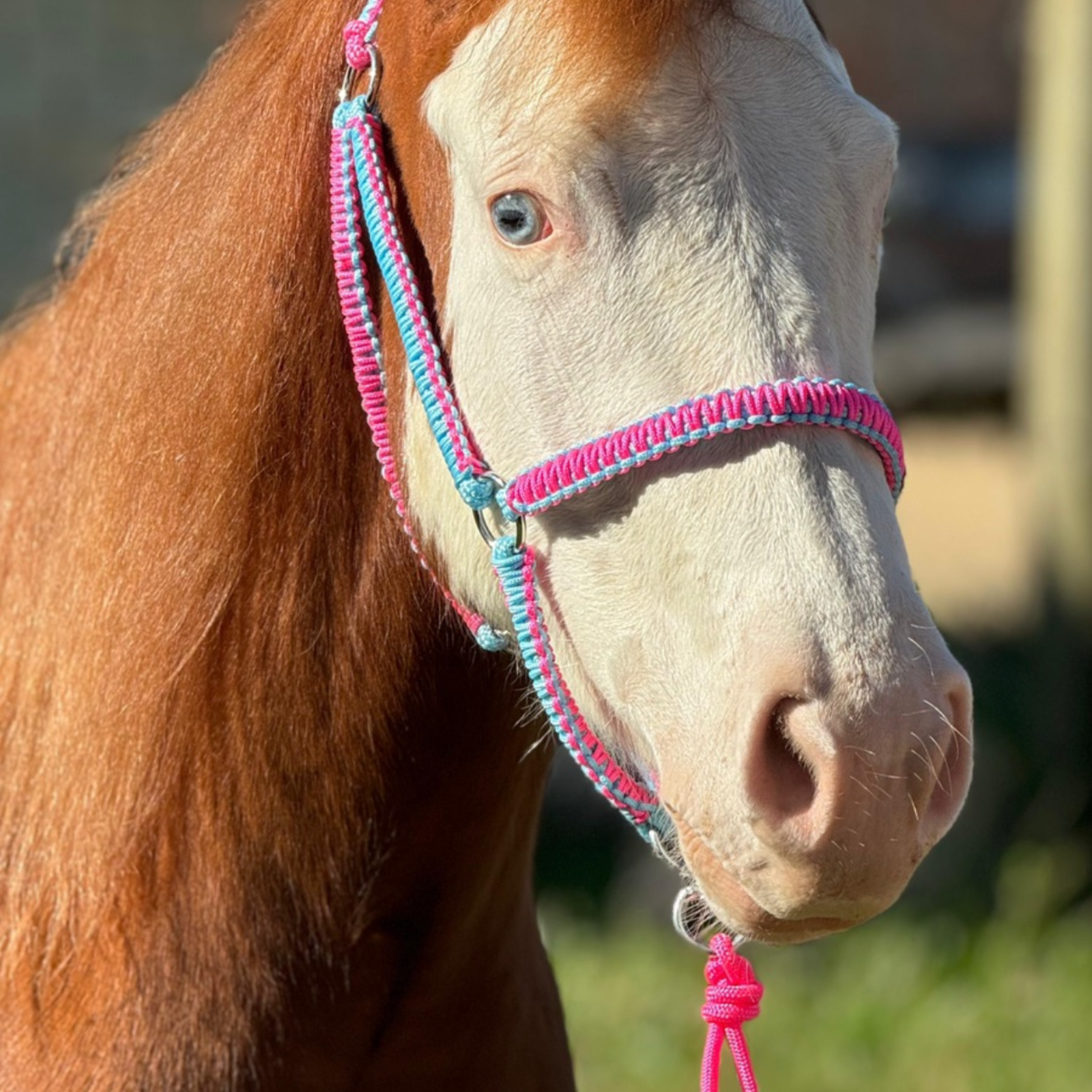 Cabresto + Guia de Cabresto | Dia a Dia